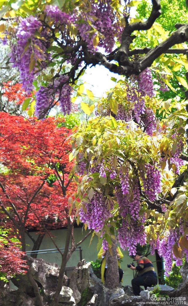 紫藤花的花语和寓意，紫藤花的寓意（我喜欢紫藤花）