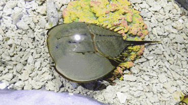 关于鲎介绍，关于鲎的知识（地球上演化4.8亿年之久）