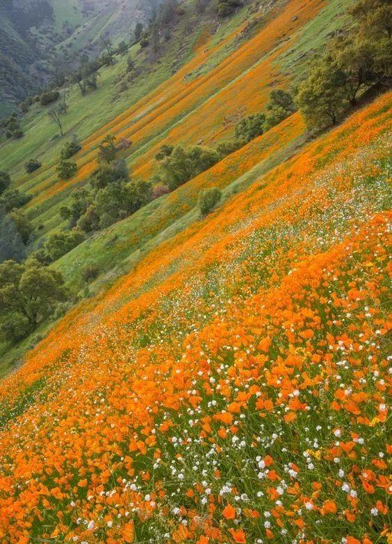 花景生多云讲什么，花景生（漫山遍野的鲜花，满眼春光）