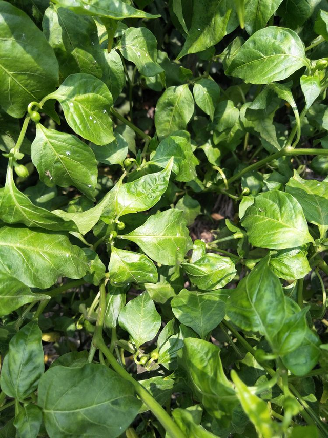 家里有虫子怎么办能除根，家里有虫子怎么除根（养花最怕遇到4种虫害）