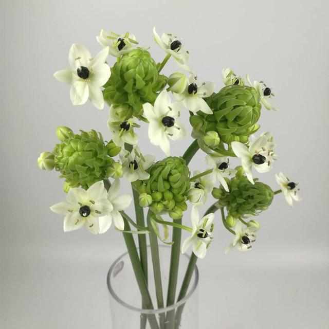 伯利恒之星花语，伯利恒之星（5种花代表不同的暗恋心情）