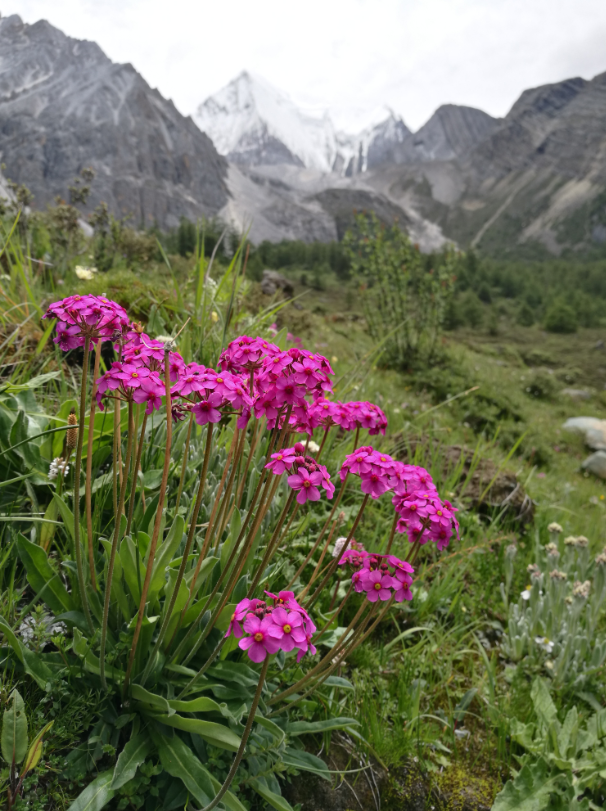 石蕊是什么，石蕊是什么意思（你有秋裤羽绒服）