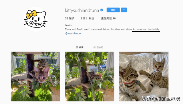 萨凡纳猫，贾斯汀·比伯宁愿被骂都要养（萨凡纳猫的价格）