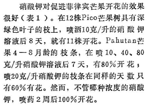 象牙芒果怎么样才是成熟，象牙芒果怎么看熟不熟（芒果保果拉长问题及解决方案）