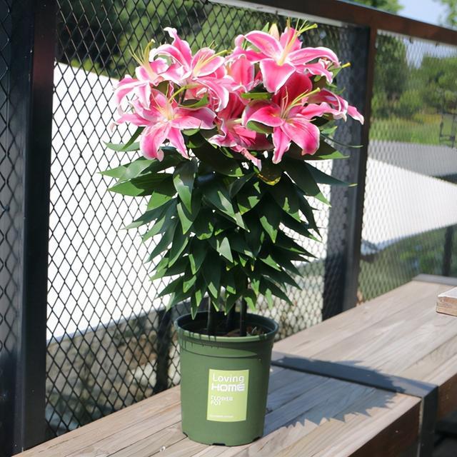 春天的植物有哪些，春天常见的植物（“24种”适合冬天种植的花草）