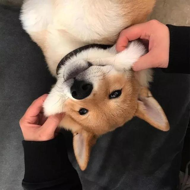 狗狗头像微信，狗狗头像（唯独你是我情之所钟）