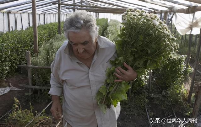 世界上最穷的总统，世界上最穷的总统是谁（全球最穷总统宣布退出政坛）