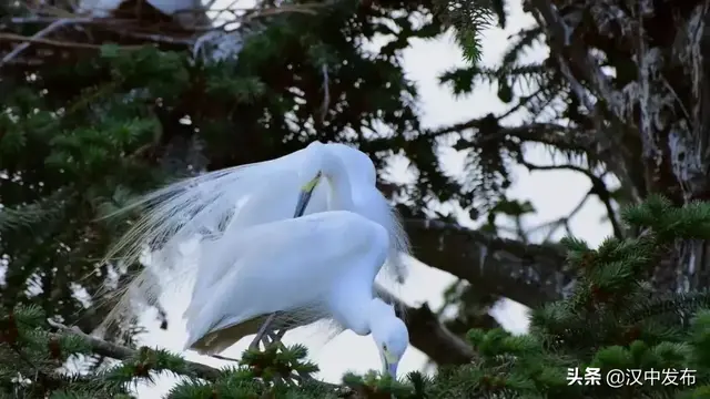 汉中板凳龙，板凳龙的寓意（一部关于汉中勉县的“大片”将在央视播出）