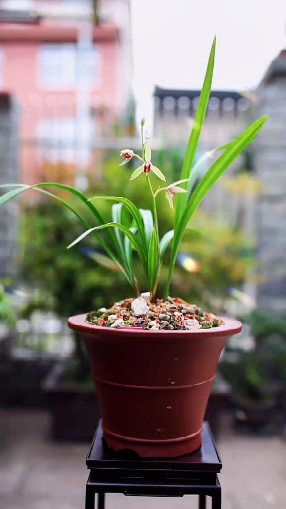 送兰花代表什么意思,兰花有什么寓意