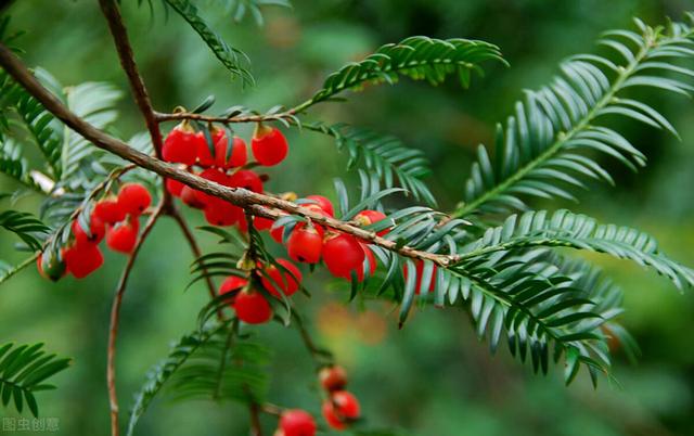 种紫薇树的风水禁忌，风水最好的树（有院子就种15种树）