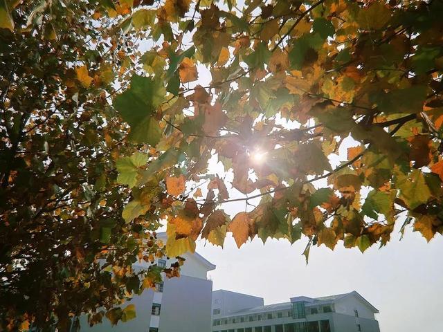 大连财经学院学费，2021年大连财经学院录取通知书查询入口_什么时候收到及发放时间（<八>大连财经学院）