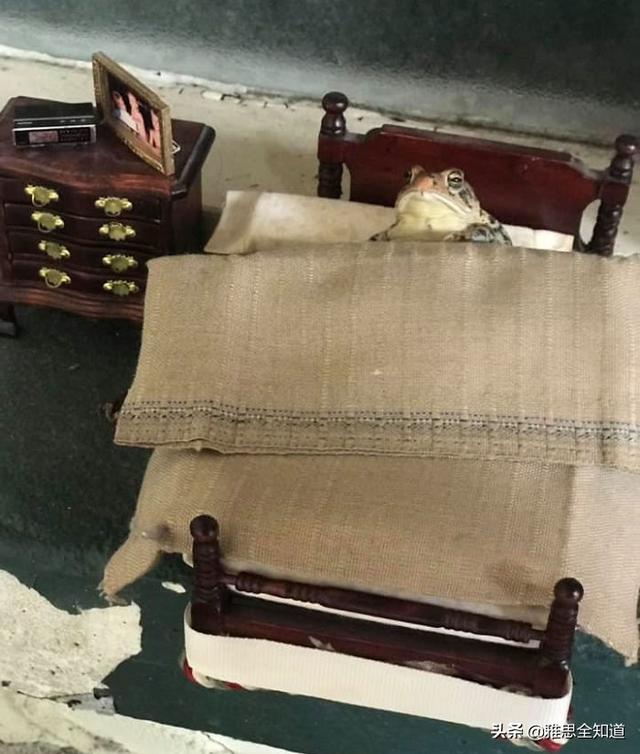 jumpy的解释及jumpy的例句，jumpy jumpy game（一位女士拍了她的蟾蜍在她的玩具屋里做事情的照片）