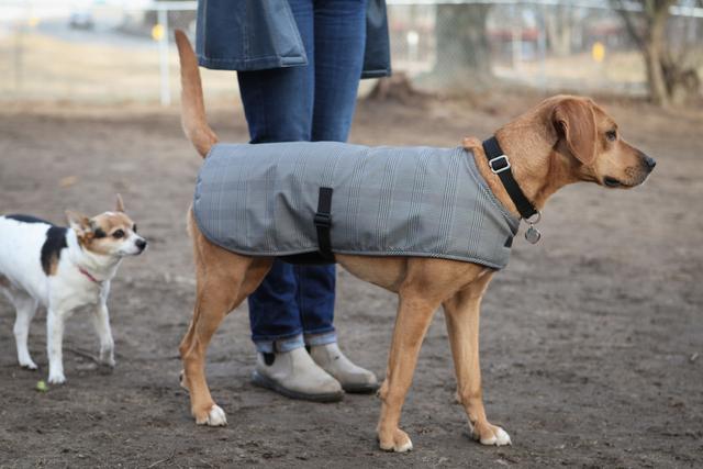 比熊犬怎么训练上厕所，比熊犬怎么训练大小便（帮你训练狗狗雨天排便）