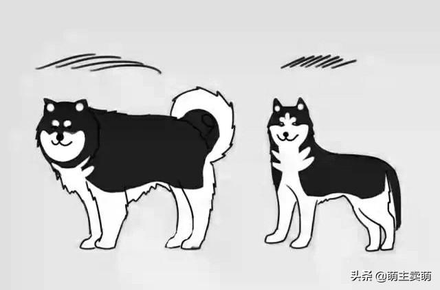 阿拉斯加犬多少钱一只，短毛阿拉斯加犬多少钱一只（长相与哈士奇区别在哪里）