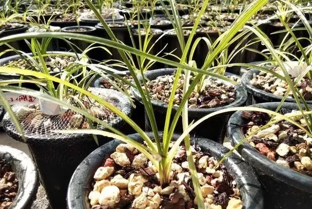 兰花多少钱，汾酒小兰花多少钱（一棵兰花值50000）