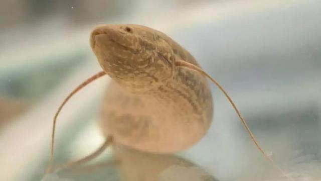 总鳍鱼的特点（如今只能在非洲老哥的饭桌上挣扎）