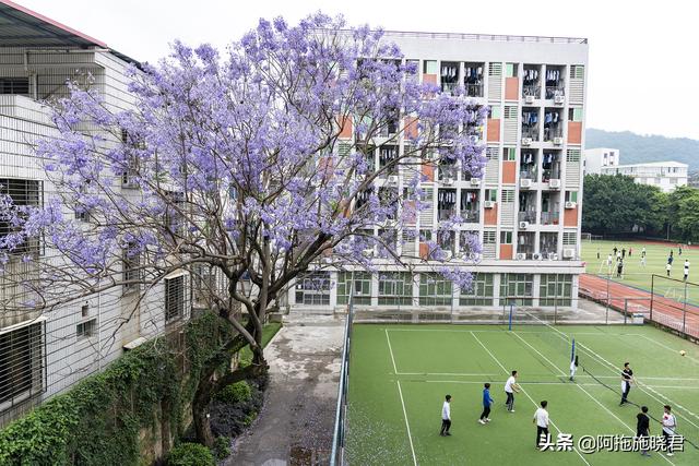 蓝花楹的花语是什么，蓝色花楹的花语（惊艳了初夏的那一抹紫）