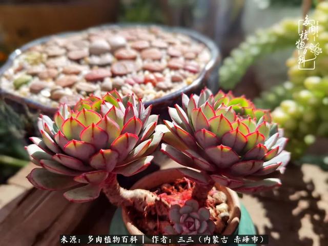 雪候鸟是什么意思，雪候鸟歌词表达什么意思（多肉于我从来不是锦上添花）