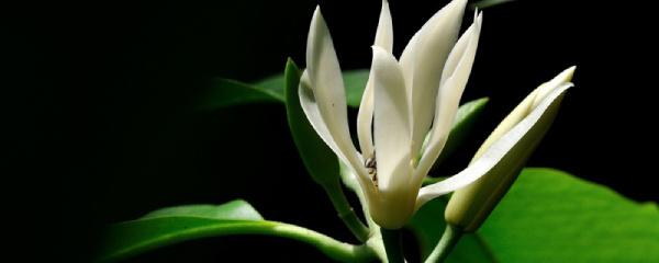 玉兰树的种植方法，玉兰树的种植方法是什么（怎么种白兰花）