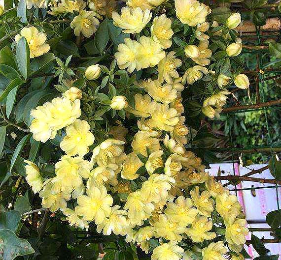 叶仙是什么植物开花吗(嫁接蟹爪兰长得快,开花多,都叫它"万能树")