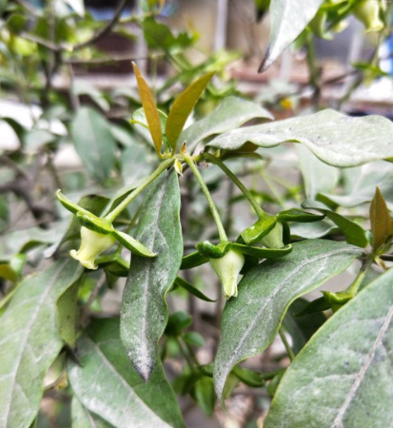 金弹子开花期间怎样管理，金弹子开花期间如何管理（金弹子进入花期）