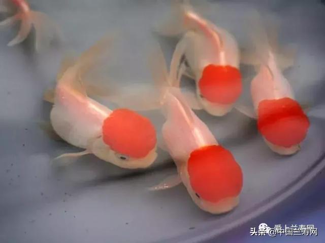 鹤顶红金鱼有哪些特点，凤鹤金鱼和鹤顶红区别（金鱼品种介绍之）