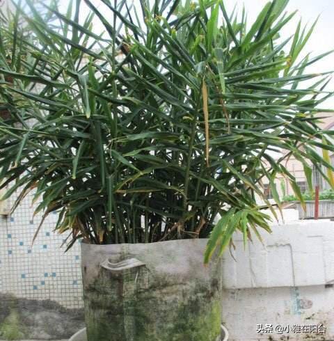 生姜的种植方法，生姜种植的方法和步骤（3个月长成漂亮“富贵竹”）