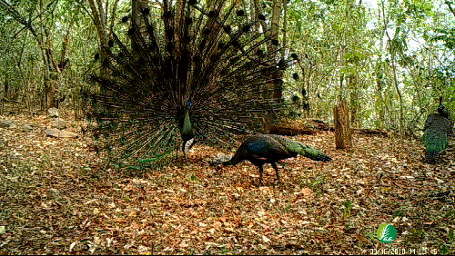 印度的国鸟是什么，印度的国鸟是什么鸟（它是凤凰的原型，如今濒临灭绝）