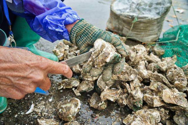 象拔蚌多少钱一斤，把象拔蚌立着自己坐上去视频（爬爬虾45元、生蚝2.5元、贝壳1元）