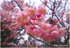 中国樱花有几个品种，中国樱花树品种（这81种樱花）