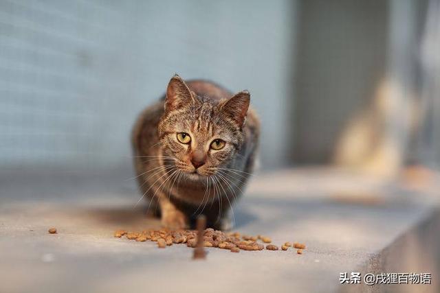 猫身上有寄生虫吗，猫咪体内一般是什么寄生虫（我的猫从来不出门，需要驱虫吗）