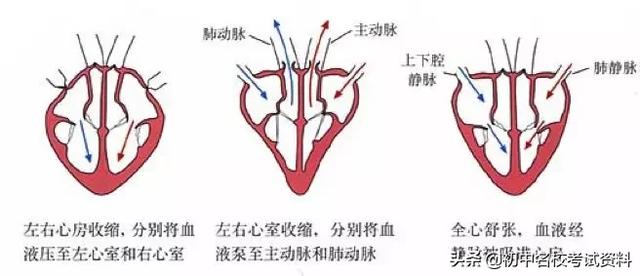 血型配对表图口诀，血型遗传规律表顺口溜（冲刺2020年中考-初中生物记忆口诀+知识点大全）