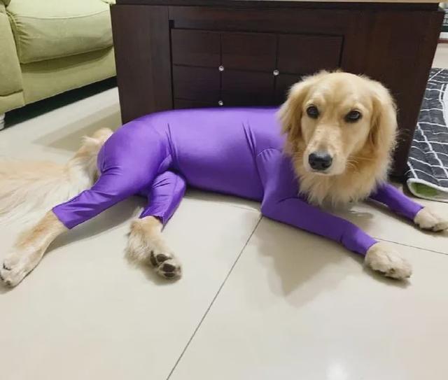 换毛期的金毛犬怎么养，金毛犬什么时候换毛（穿上后实在有点儿辣眼睛）