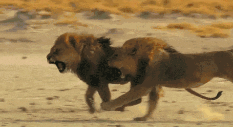 虎啸狮吼的意思(揭秘) - 火句子