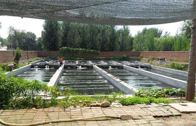 鲟龙鱼养殖条件，鲟鱼怎么养（鲟鱼养殖条件）