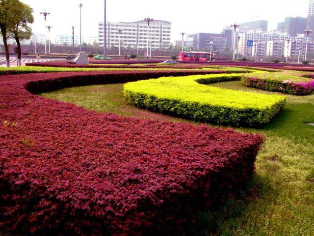 红花继木，红花檵木～娇颜耀芳丛（红花继木）