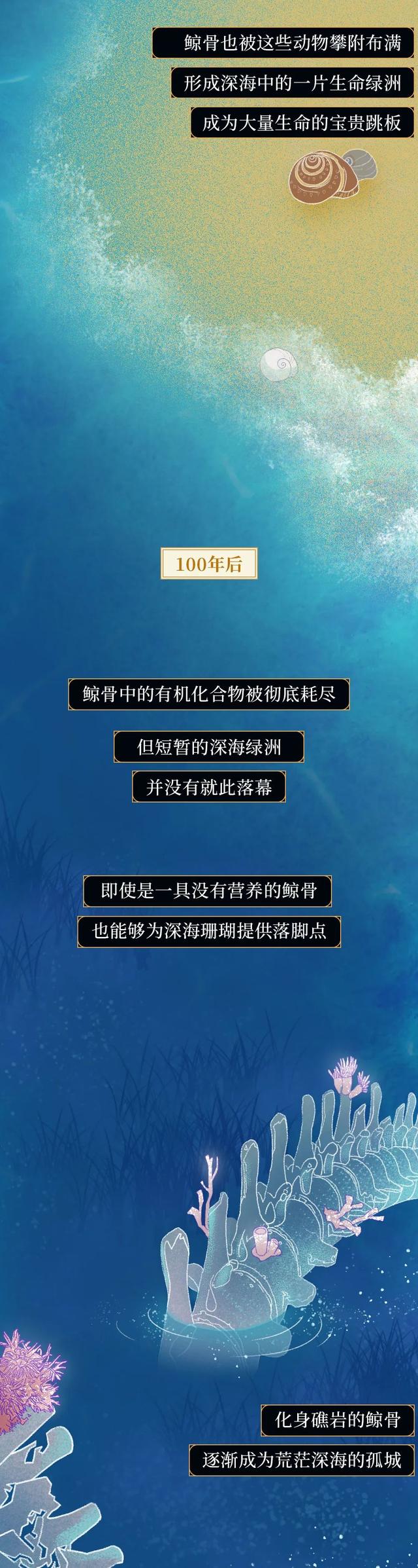 一鲸落万物生什么意思，万物生是什么意思（深入解析什么是“一鲸落）