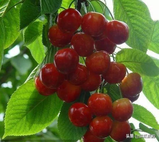 阴阳师樱桃妖位置分布，阴阳师樱桃妖在哪打好（新乡这个地方的樱桃可以采摘了）