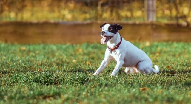 小狗吃自己的便便怎么办，小狗吃自己大便怎么办（关于狗狗吃便便的原因）