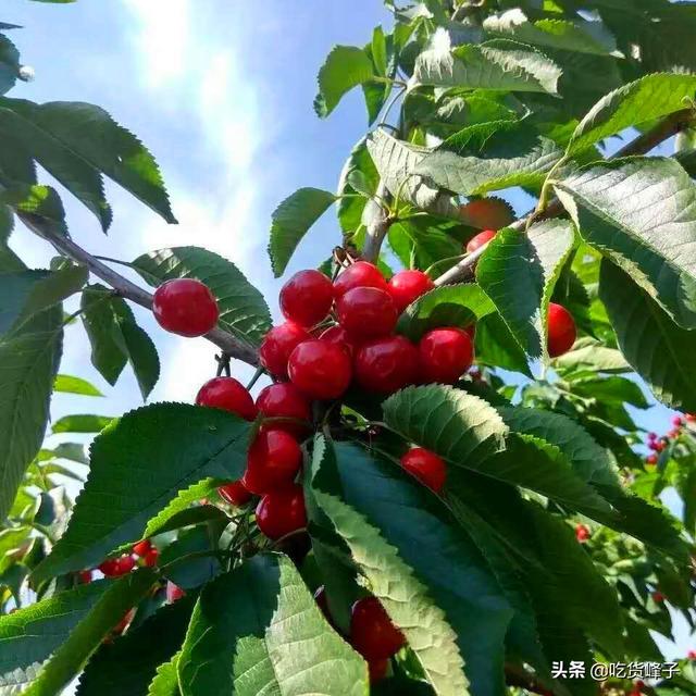 车厘子和樱桃的区别，车厘子和樱桃是同一种水果吗（车厘子和樱桃到底有何区别）