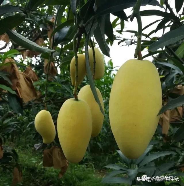 水仙芒果怎么才算熟了，水仙芒果怎么催熟（最好吃的芒果图鉴指南）