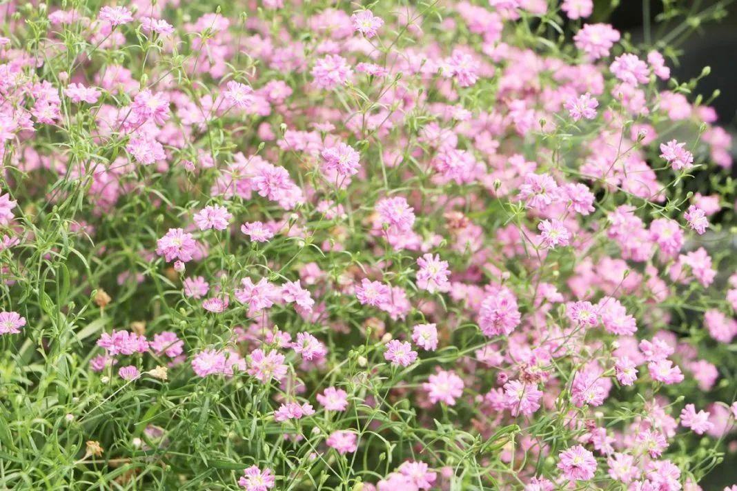 用种子培育的满天星开花植物(特别怕水怕肥多,那怎么养好它呢?