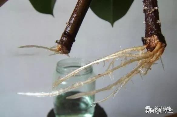 橡皮树的寓意是什么，花匠带你养花之橡皮树养护知识大全