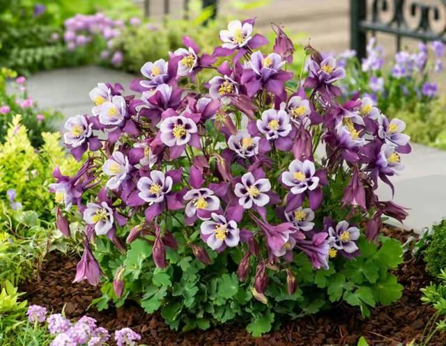 春天的植物有哪些，春天常见的植物（“24种”适合冬天种植的花草）