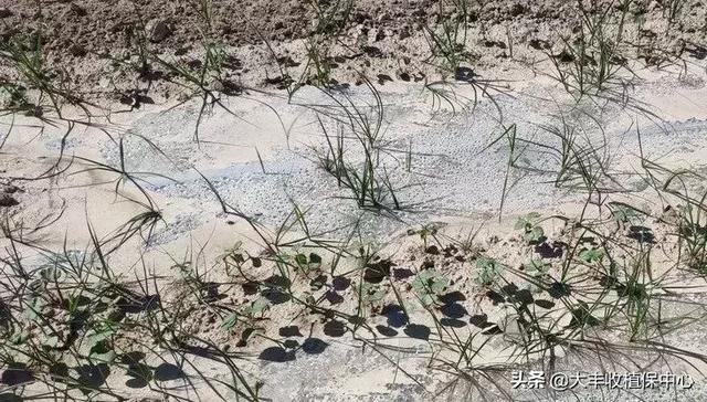 关于香附子介绍，香附子是香附（这草是世界十大恶性杂草之首）