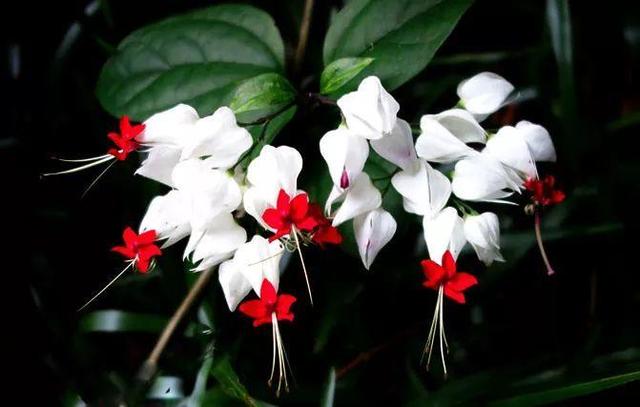 龙吐珠鱼，这花会吐小珠子（龙鱼吐珠的寓意）