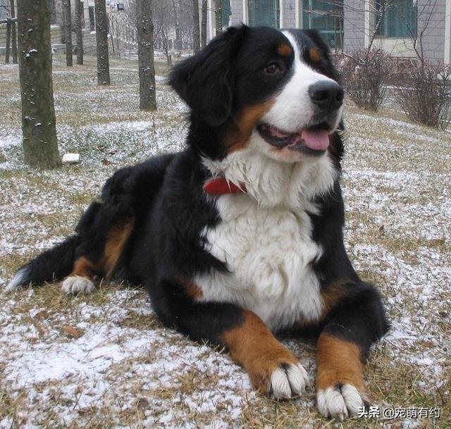 伯恩山犬怎么训练，养伯恩山犬的注意事项（具有独特的风格、不凡的智慧）