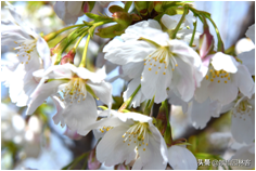 中国樱花有几个品种，中国樱花树品种（这81种樱花）