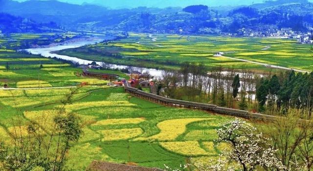 油菜花开的季节，适合家庭室内养的花与绿植（2019年全国油菜花开放时间表）