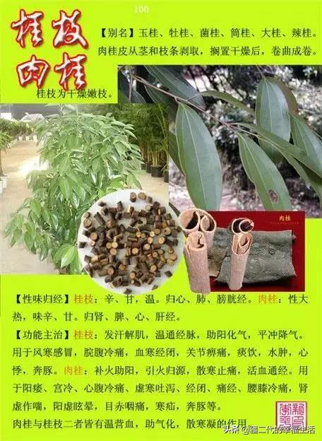 常见中草药图谱，中草药经典图谱（让你知道常用药都长啥样）